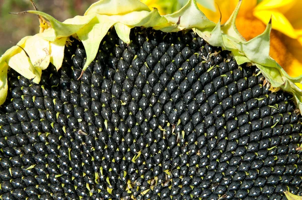 Black seed of sunflower — Stok Foto