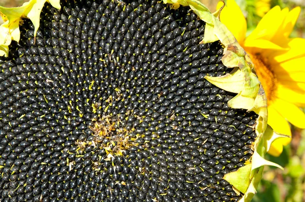Black sunflowers seed — Stock Photo, Image