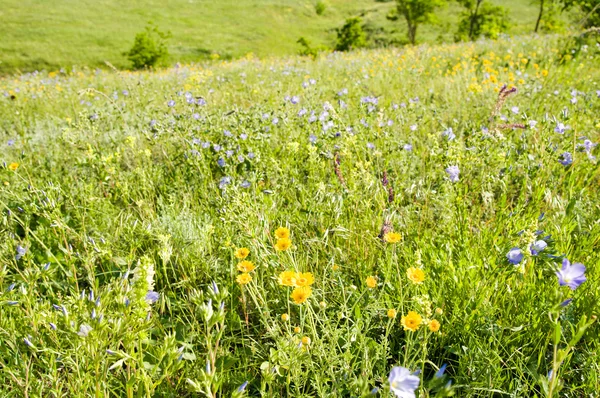 Prairie avec des fleurs — Photo