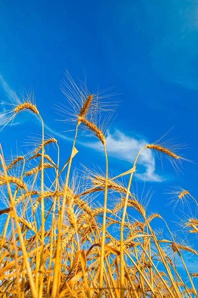 黄金の麦の耳 — ストック写真