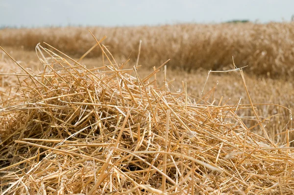 Field after harvesting — Stock Photo, Image