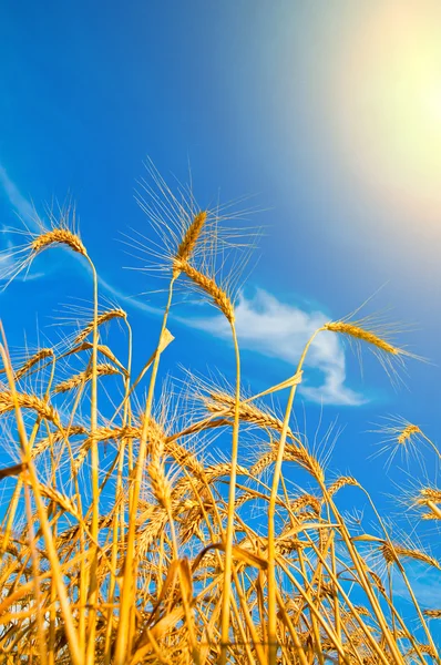 Uši pšenice s slunce nad nimi — Stock fotografie