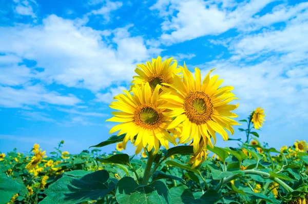 Sunflowers family — Stock Photo, Image