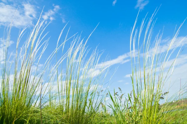 Перьевая трава — стоковое фото