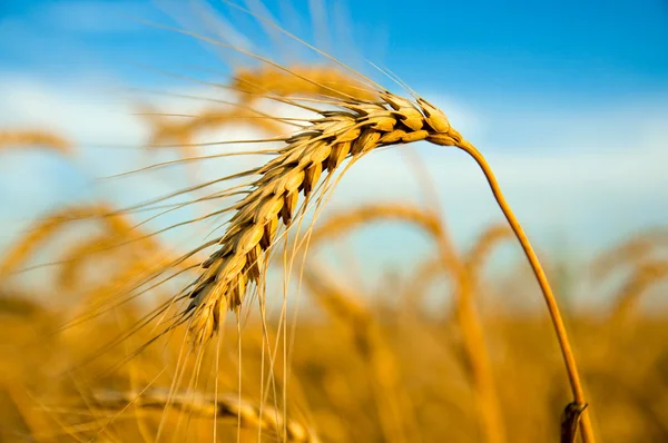 Jedno ucho pšenice golden — Stock fotografie