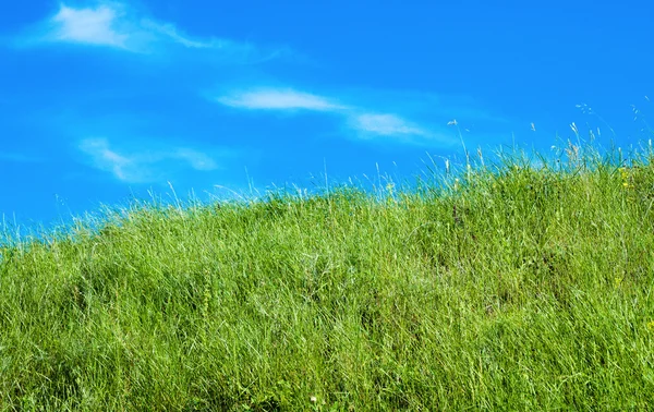Блакитне небо і зелена трава — стокове фото