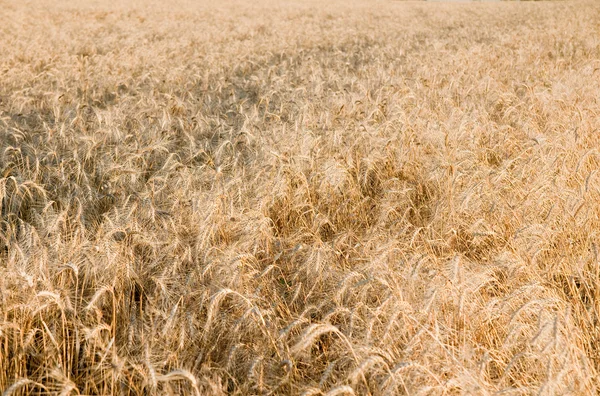Orelhas de trigo maduro em um campo — Fotografia de Stock