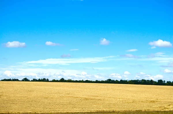 Field with new harvest — Stok fotoğraf