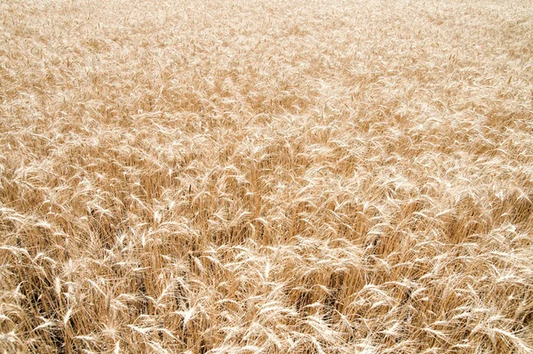 노란 곡물 — 스톡 사진