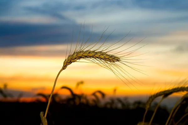 Спелая пшеница на закате — стоковое фото