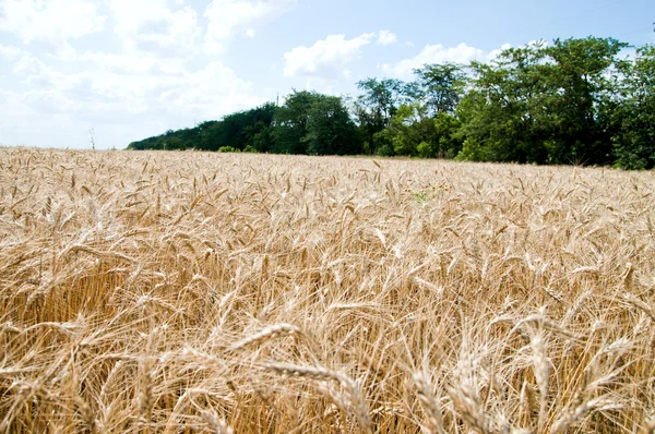 Golden wheat ears — Stock Photo, Image