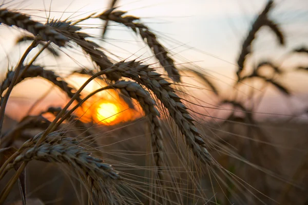Спелая пшеница на закате — стоковое фото