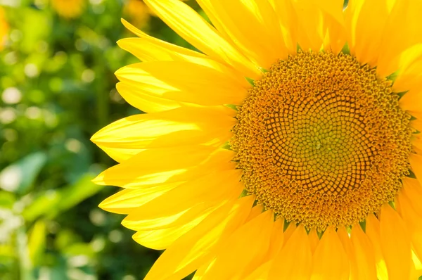 Sunflower on the field — Stock Photo, Image