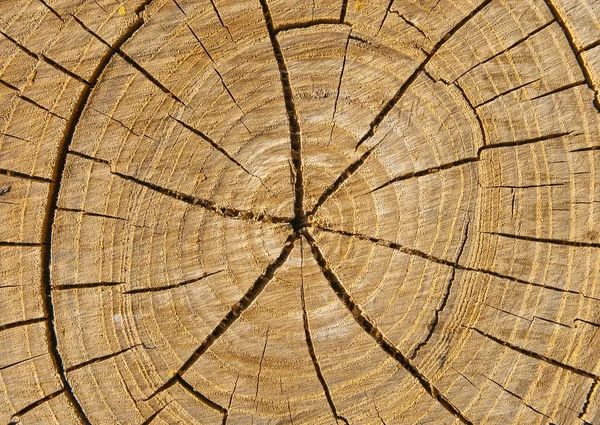 Кусок дерева — стоковое фото
