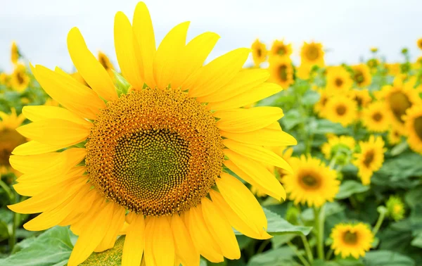 Floarea-soarelui pe câmp — Fotografie, imagine de stoc