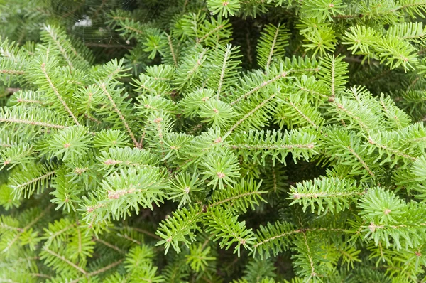 Green pine — Stock Photo, Image
