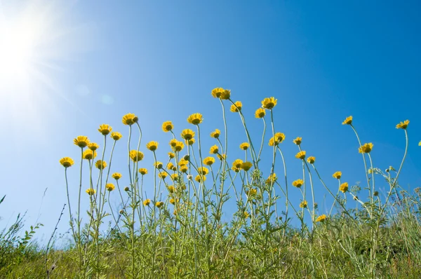 Λουλούδια κάτω από τον ήλιο — Φωτογραφία Αρχείου