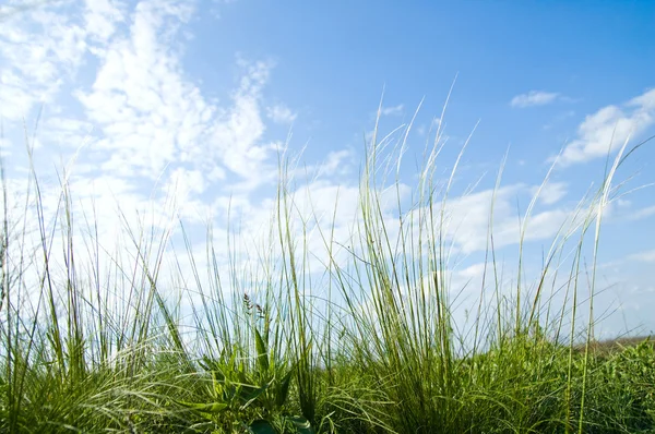 สติปา หญ้า — ภาพถ่ายสต็อก