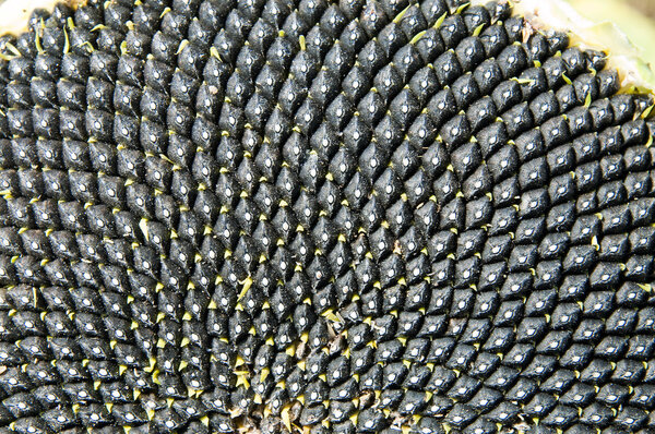 Black sunflowers seed