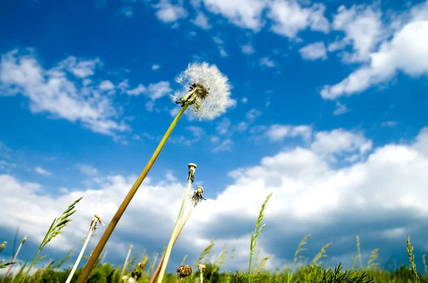 Old dandelion and blue sky — Stock Photo, Image