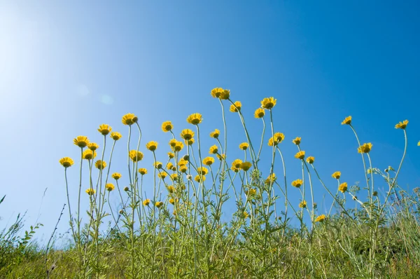 stock image Flowers under sun