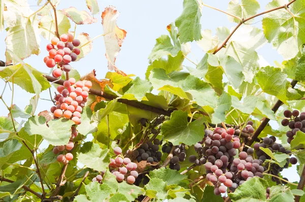 Grape on branch — Stock Photo, Image
