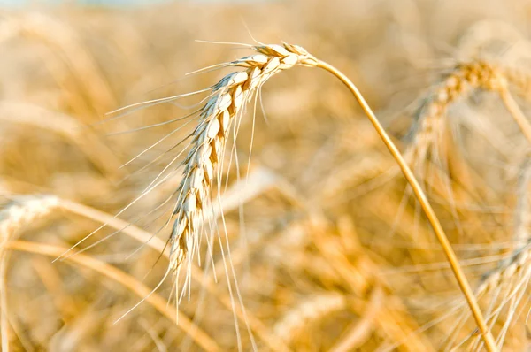 Espiga de trigo dorado —  Fotos de Stock