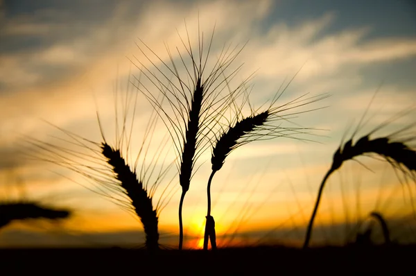 Gün batımında buğday — Stok fotoğraf