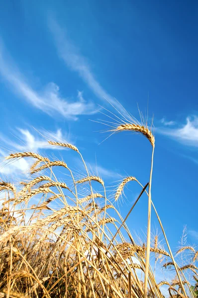 Hojas de trigo dorado — Foto de Stock