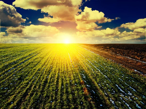 Sunset on field at spring — Stock Photo, Image