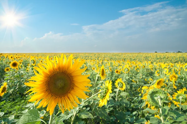 Słonecznik na polu — Zdjęcie stockowe