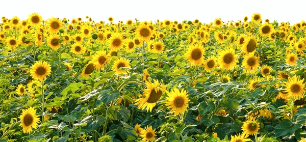 Sunflowers in the field — Stock Photo, Image