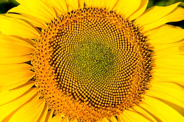 Part of sunflower as background — Stock Photo, Image