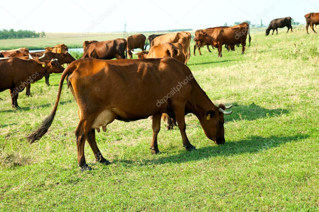 Red steppe cows