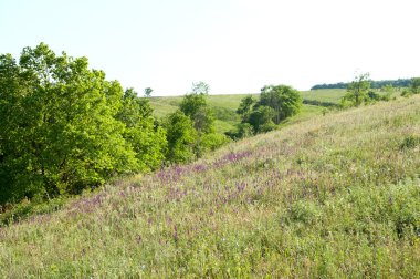 doğanın sihirli hill