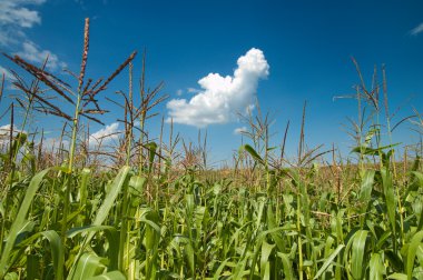 Field with maize clipart