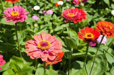 gerbera çiçekleri