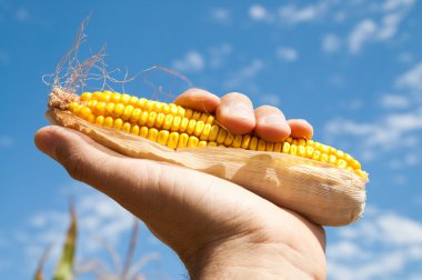 Maize in hand clipart