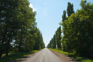 yol ağacında