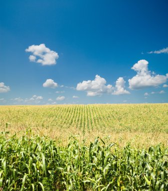 Field with corn clipart