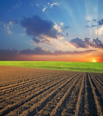 Field and sunset clipart