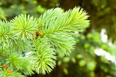Close-up of pine branches clipart