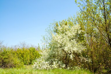 İlkbaharda açıklık