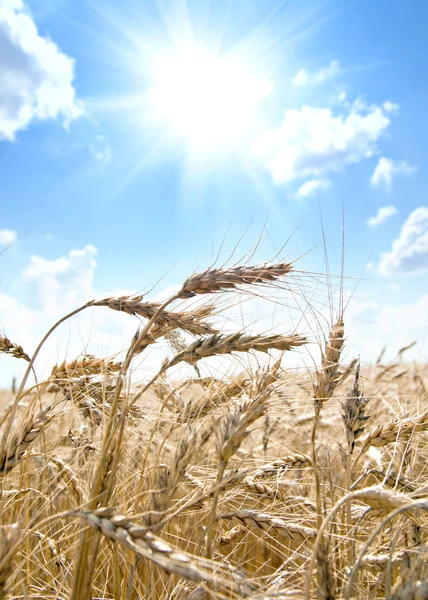 Barley with sun — Stock Photo, Image