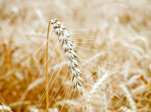 Une épi de blé doré — Photo