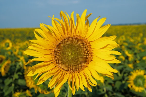 Zonnebloem op het veld — Stockfoto