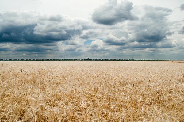 Field of ripe wheat gold color — Stock Photo, Image