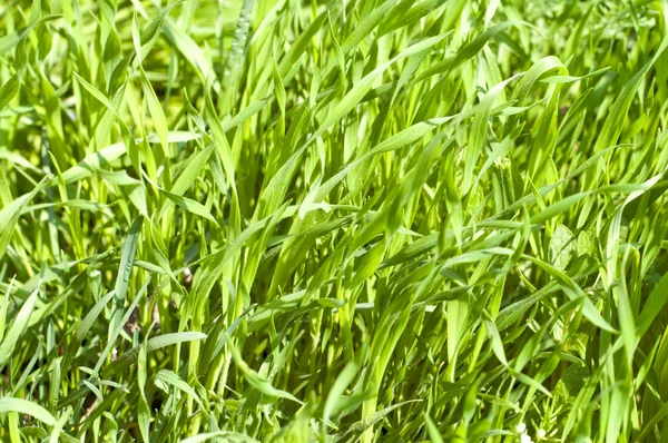 Zielona trawa jako tło — Zdjęcie stockowe