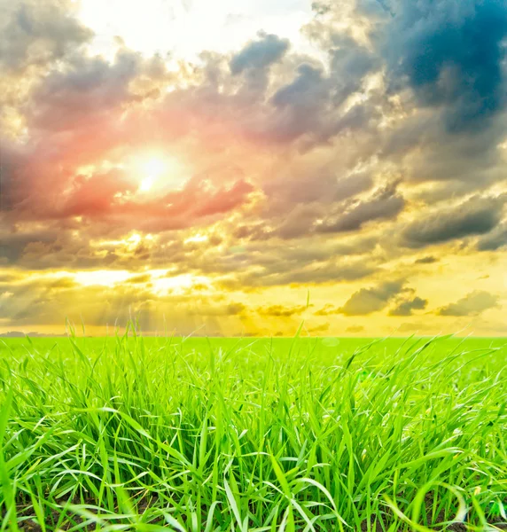 Field of grass with sun — Stock Photo, Image
