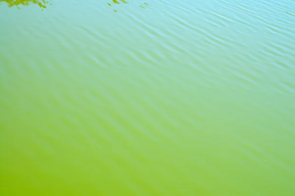 Yeşil su yüzeyi — Stok fotoğraf